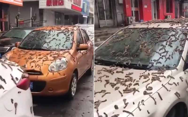 Video Foto Viral Fenomena Hujan Cacing di China, Cek Faktanya