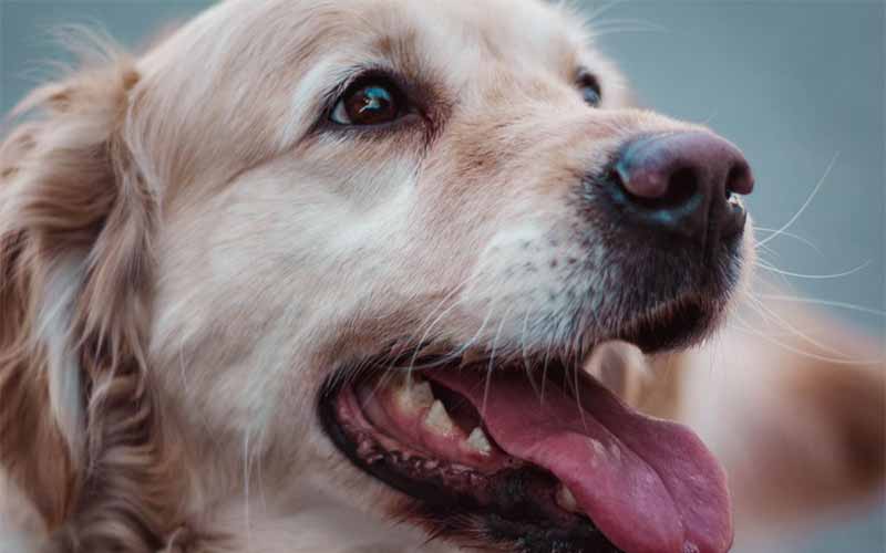 Bagaimana Pertolongan Pertama Gigitan Anjing Rabies? Simak Tips Berikut Ini