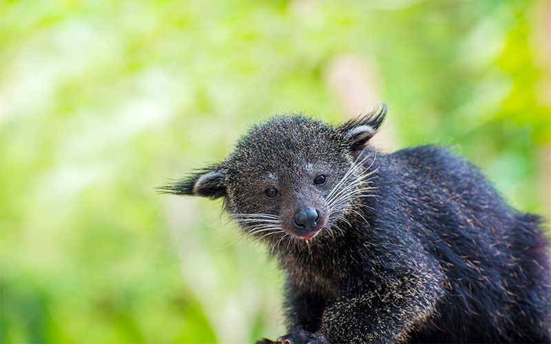 Binturong (Arctictis binturong), juga dikenal dengan sebutan "bearcat," adalah hewan asli Asia Tenggara. Ini adalah sejenis mamalia yang termasuk dalam keluarga Viverridae, yang juga mencakup luwak dan musang. Binturong memiliki sejumlah ciri unik yang membedakannya dari hewan-hewan lain. Berikut beberapa informasi tentang binturong: Penampilan Fisik: Binturong memiliki bulu tebal, lebat, dan berwarna hitam kecokelatan, dengan garis-garis putih di sekitar wajah dan di bagian atas kepala. Hewan ini memiliki ekor panjang dan bercabang, yang sering digunakan untuk menjaga keseimbangan saat bergerak di pohon. Tubuhnya panjang, dengan kaki pendek, kukuh, dan kuat. Hidung mereka berujung hitam, dan mata mereka besar dengan pupil bundar. Habitat: Binturong biasanya ditemukan di hutan hujan tropis dan hutan-hutan subtropis di Asia Tenggara, termasuk negara-negara seperti Indonesia, Malaysia, Thailand, dan Filipina. Kebiasaan Pohon: Binturong adalah hewan arboreal, yang berarti mereka lebih sering berada di pohon daripada di tanah. Mereka sangat baik dalam memanjat dan melompat dari satu pohon ke pohon lainnya. Diet: Diet binturong sangat bervariasi dan mencakup berbagai makanan, termasuk buah-buahan, daun, tunas, telur burung, mamalia kecil, dan serangga. Mereka juga dikenal sebagai pemakan sarang madu dan terkadang mencari sarang lebah untuk mencuri madu. Keberlangsungan Hidup: Binturong dianggap sebagai spesies yang rentan karena terancam oleh hilangnya habitat mereka dan perburuan untuk perdagangan ilegal dan daging mereka. Mereka adalah hewan yang sulit ditemukan karena kebiasaan arboreal mereka, yang membuat mereka sulit diamati. Reproduksi: Binturong biasanya soliter, dan betina biasanya melahirkan satu hingga tiga anak dalam satu kelahiran. Anak binturong biasanya menghabiskan beberapa bulan di sarang sebelum mereka mulai menjelajahi dunia luar. Binturong adalah hewan yang menarik dengan kebiasaan dan penampilannya yang unik. Mereka juga memainkan peran penting dalam ekosistem hutan sebagai pemakan buah dan penyebar benih tanaman. Namun, seperti banyak spesies lainnya, mereka menghadapi ancaman dari perusakan habitat dan aktivitas manusia, dan perlindungan mereka menjadi semakin penting untuk pelestarian biodiversitas di daerah Asia Tenggara.