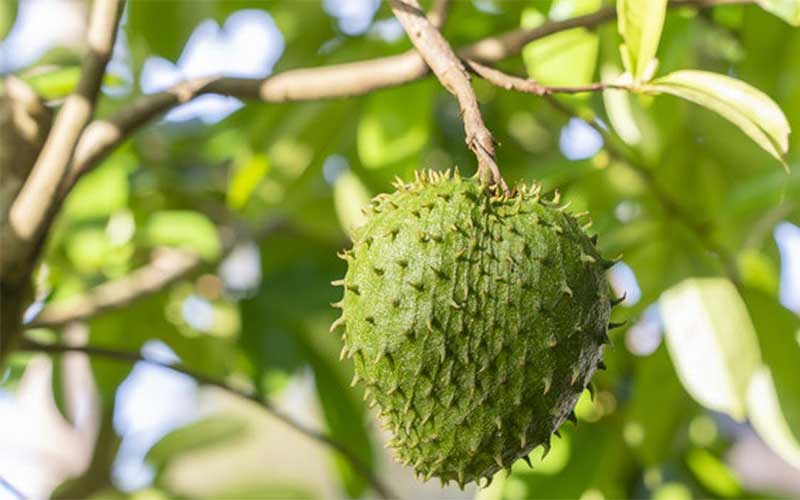 Buah Sirsak dapat Mengontrol Tekanan Darah dan Gula Darah, Simak Ulasannya