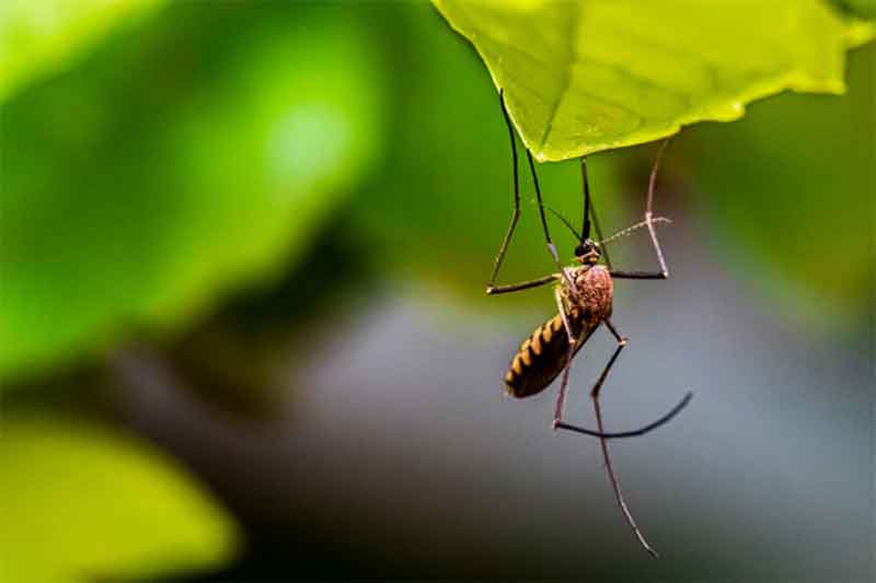 [Fix Hoaks] Nyamuk Bionik yang Tidak Bisa Terbang, Benarkah Ada? Berikut Menurut Ahlinya