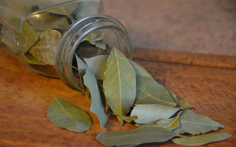 Manfaat Daun Salam, Dapat Menurutkan Gula Darah, Kolesterol dan Trigliserida