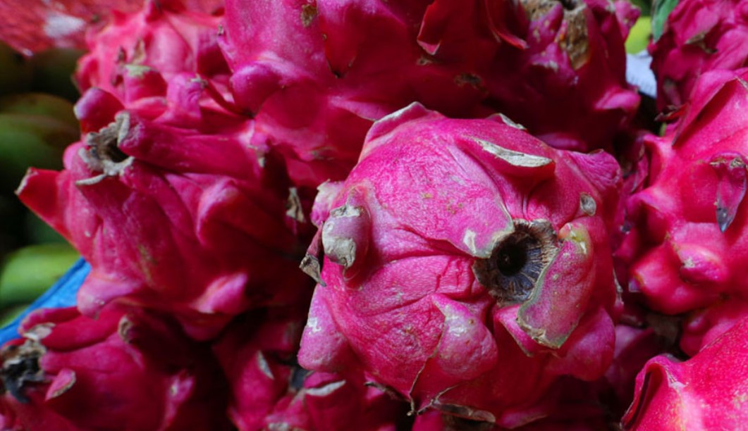 Khasiat-Buah-Naga-Merah-untuk-Kesehatan