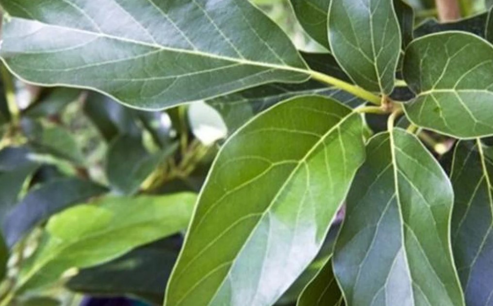 Cara-Membeli-Produk-Daun-Alpukat