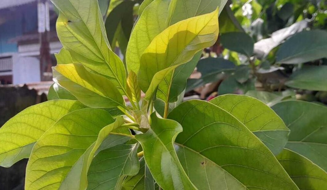 Produk-Herbal-Berbasis-Daun-Alpukat