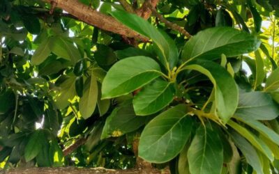 Daun Alpukat untuk Obat Apa? Manfaat, Produk Terkait, dan Tempat Membeli